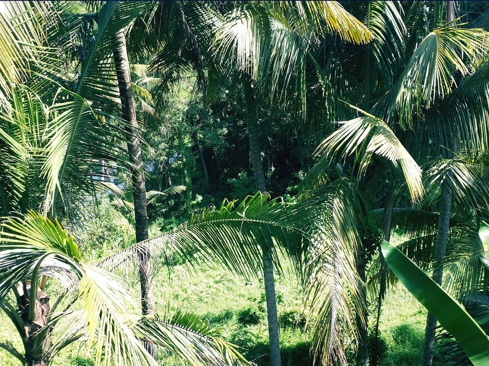 Oyo 1946 Terrace Campuhan Ubud  Ngoại thất bức ảnh